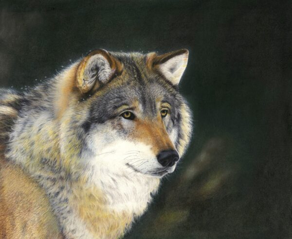 wolf pastel painting