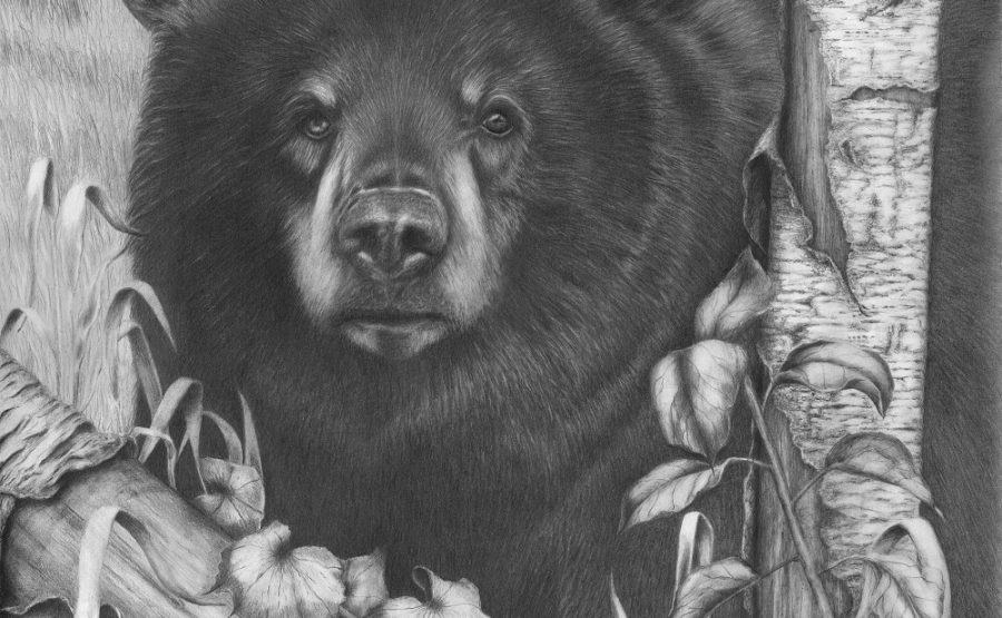 "Black Bear On Newsome Creek" Pencil Drawing Barbara Schacher