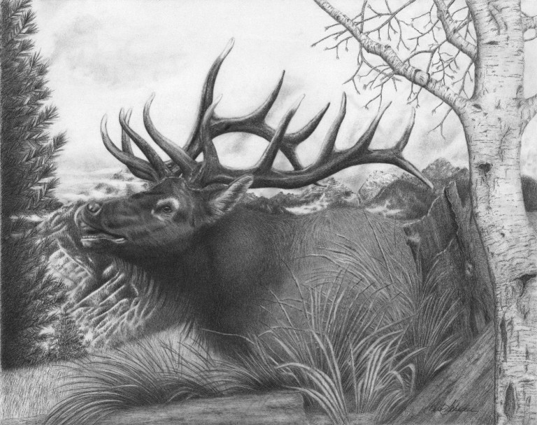 “Majestic Bull Elk” Barb's Western Art