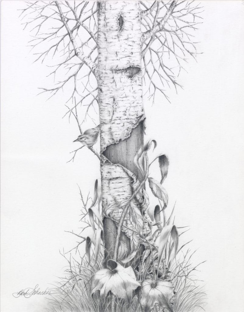 “Bird In Birch Tree” Original Wildlife Pencil Drawing - Barb Schacher