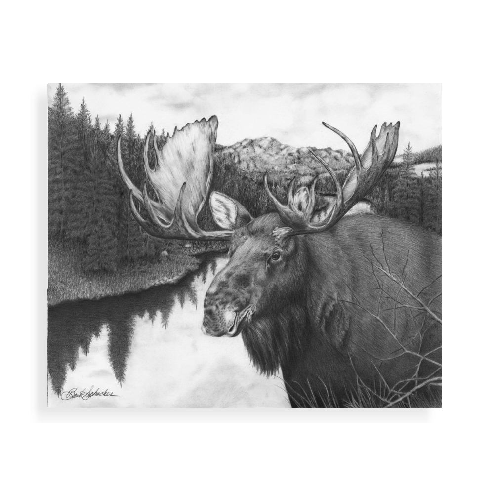 how to draw a moose